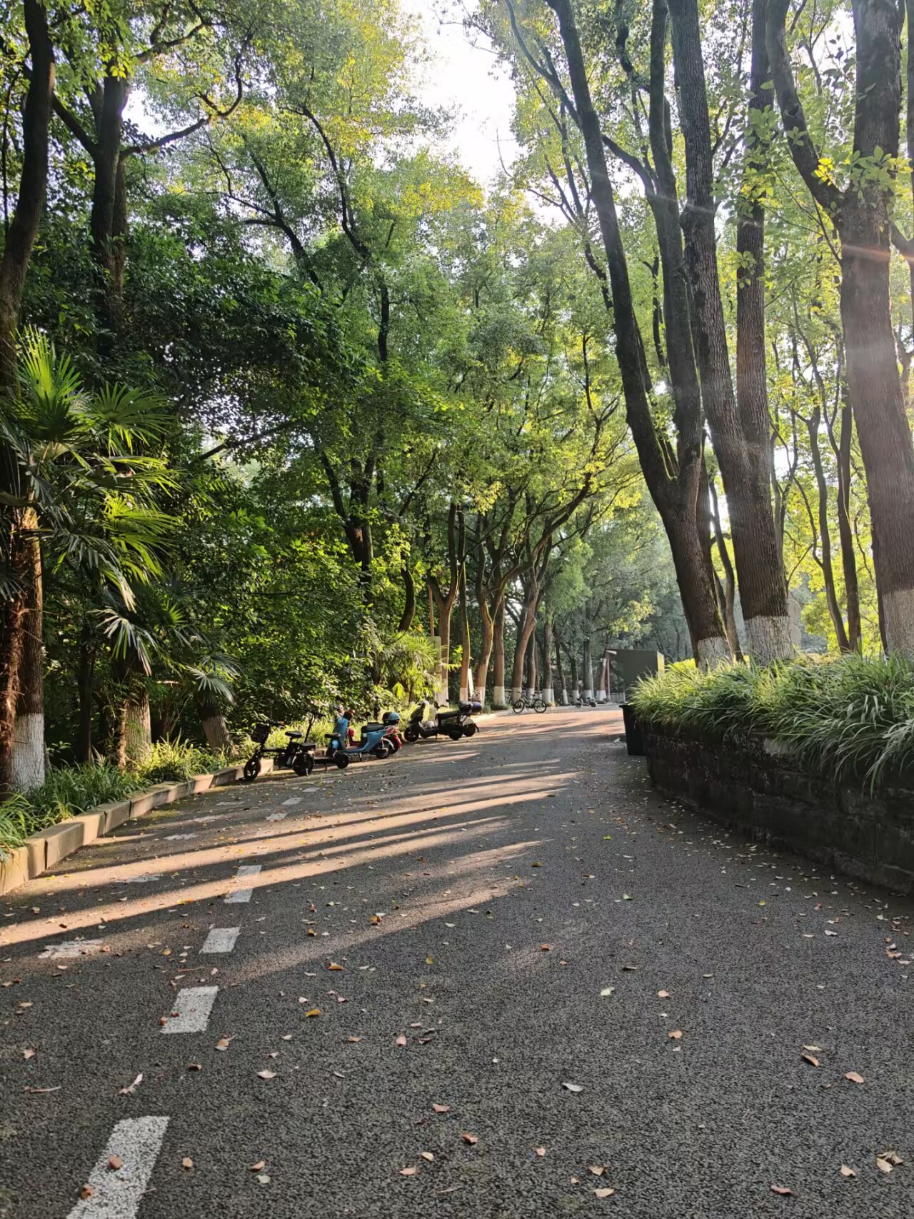 林荫大道